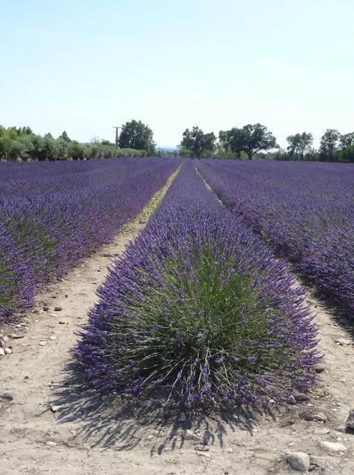 Bastidon Plein Sud * Gordes